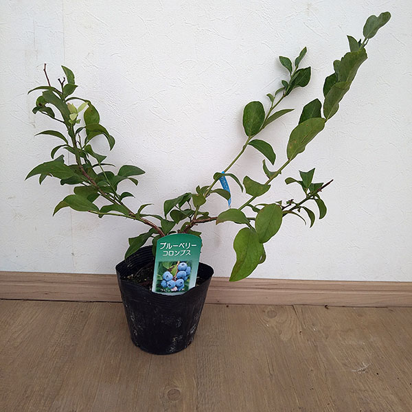 園芸ネット本店｜ブルーベリー（大実ラビットアイ系）：コロンブス5号