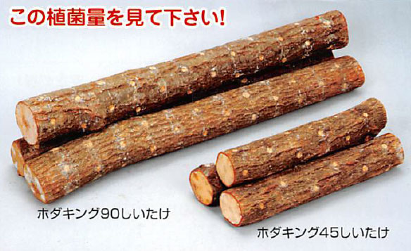 園芸ネット本店｜ホダキング（しいたけホダ木オガ菌完熟90cm）1本 の