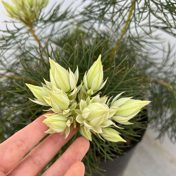 園芸ネット本店｜セルリア（ジョーイセルリア）：ブラッシングブライド