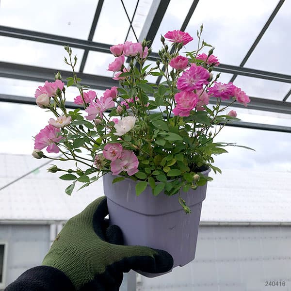 園芸ネット本店｜レンゲローズ：ピンク（八女津姫）3.5号ポット の通販