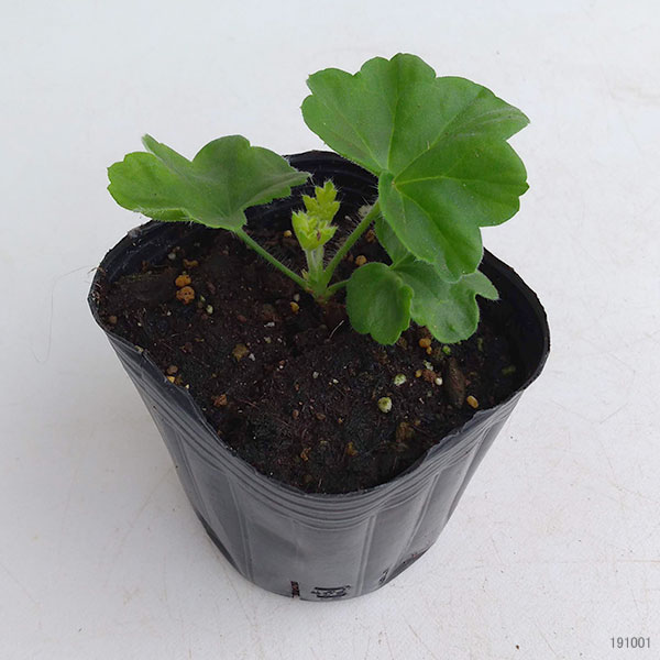 園芸ネット本店｜ゼラニウム（バラ咲き）：ミルフィールドローズ3号