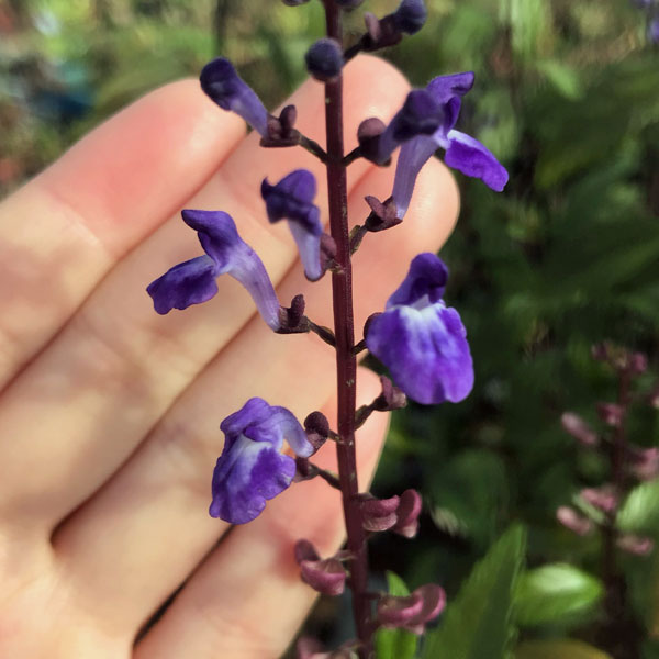 園芸ネット本店｜オオタツナミソウ3号ポット の通販【公式】