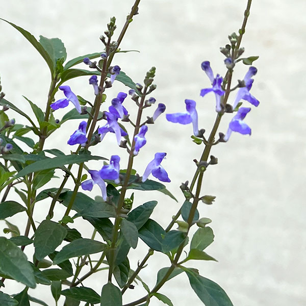 園芸ネット本店｜オオタツナミソウ3号ポット の通販【公式】