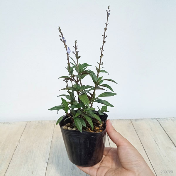 園芸ネット本店｜オオタツナミソウ3号ポット の通販【公式】