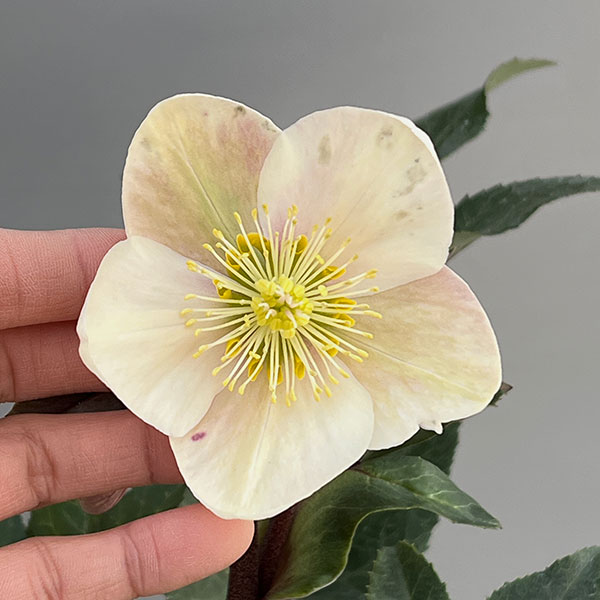 園芸ネット本店｜クリスマスローズ（原種交配）：*HGCシューティング