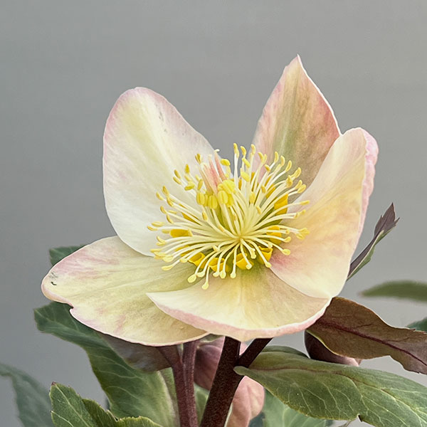 園芸ネット本店｜クリスマスローズ（原種交配）：*HGCシューティング