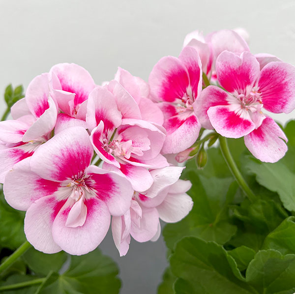 園芸ネット本店｜ゼラニウム：クオリティ フラワーフェアリーホワイト