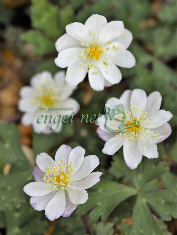 園芸ネット本店｜ニリンソウ：八重咲き二輪草 銀盃（ギンサカズキ）2.5