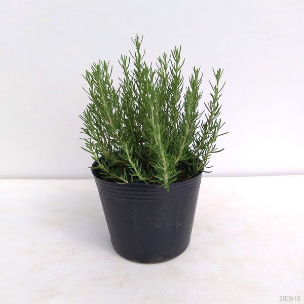 園芸ネット本店｜ローズマリー（立性）：マジョルカピンク5号ポット