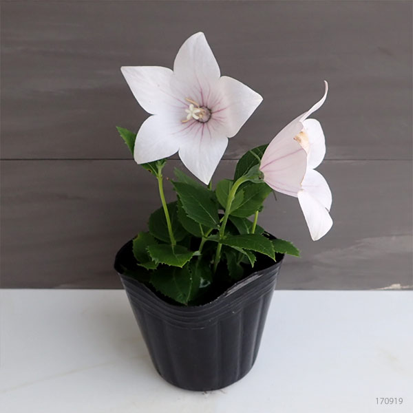 園芸ネット本店｜キキョウ（桔梗）：アストラ ピンク3.5号ポット の