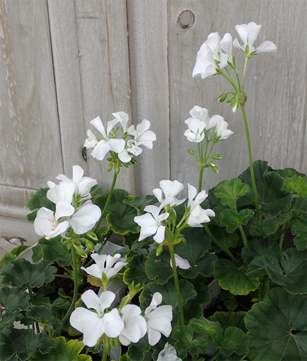 園芸ネット本店｜ゼラニウム：リンゴ2000ホワイト3.5号ポット の通販