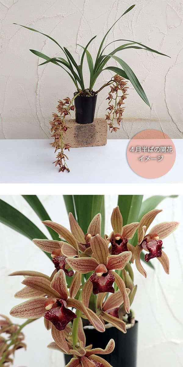 園芸ネット本店｜シンビジューム（みつばち蘭）：ミスマフェット4号