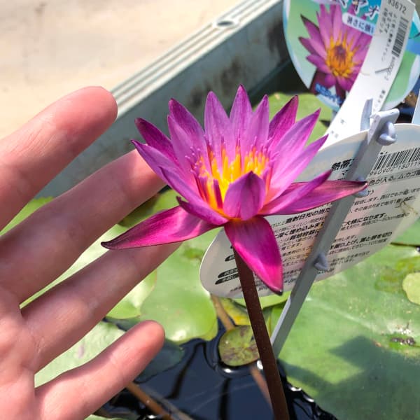 園芸ネット本店｜よく咲く熱帯スイレン：マミヤォ4号ポット の通販【公式】