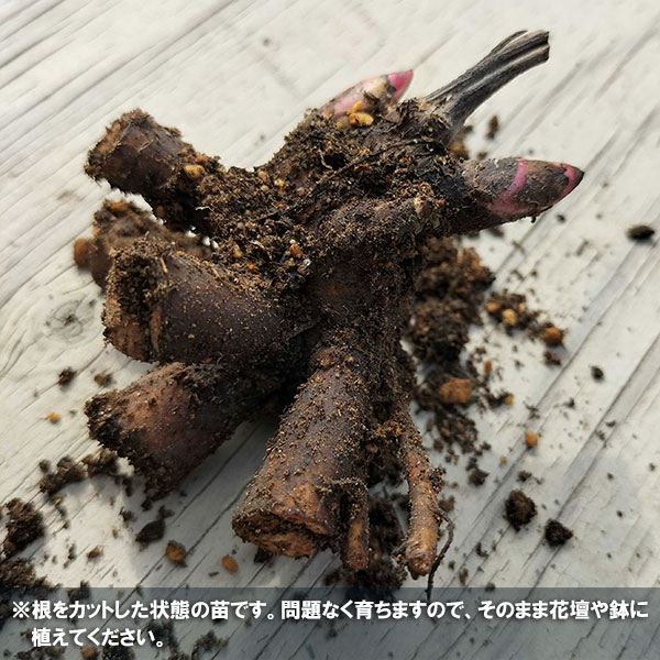 園芸ネット本店｜シャクヤク（芍薬）：バッキーベル4号ポット の通販