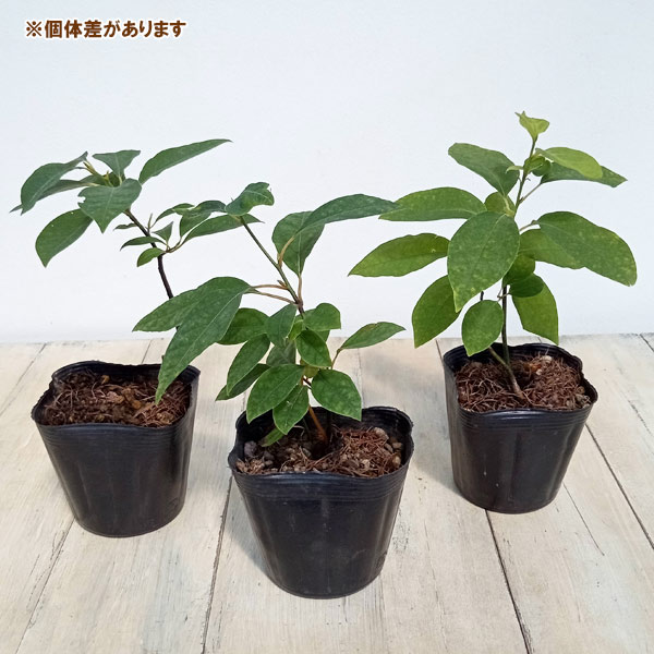 園芸ネット本店｜クロモジ（黒文字） 3.5号ポット の通販【公式】