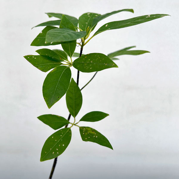 園芸ネット本店｜クロモジ（黒文字） 3.5号ポット の通販【公式】