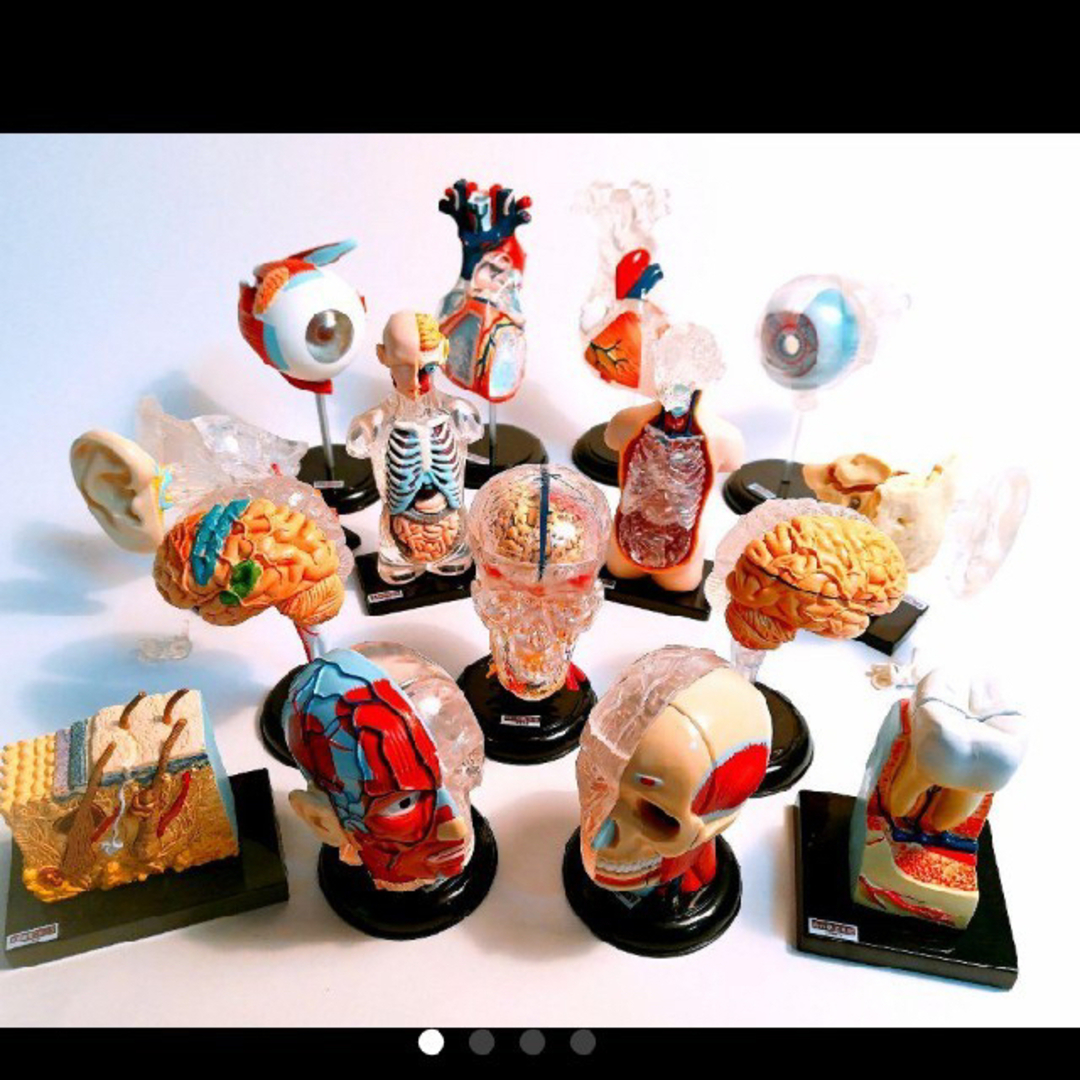 yujin ガチャポン 人体解剖図鑑 神経解剖頭骨 フルコンプの通販 by