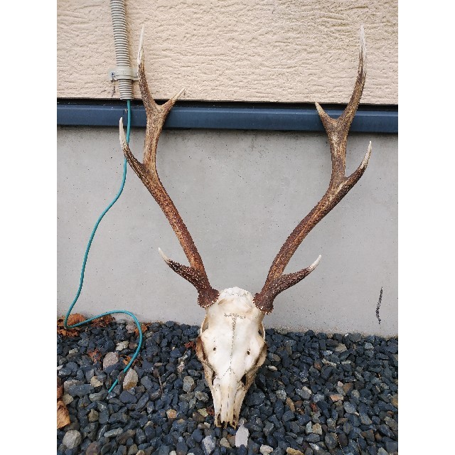 鹿の骨の通販 by しろ's shop｜ラクマ