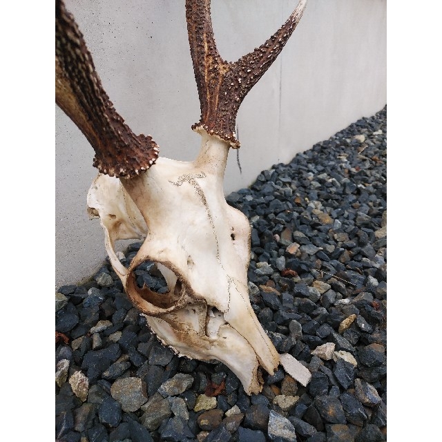 鹿の骨の通販 by しろ's shop｜ラクマ