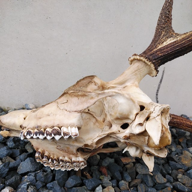 鹿の骨の通販 by しろ's shop｜ラクマ