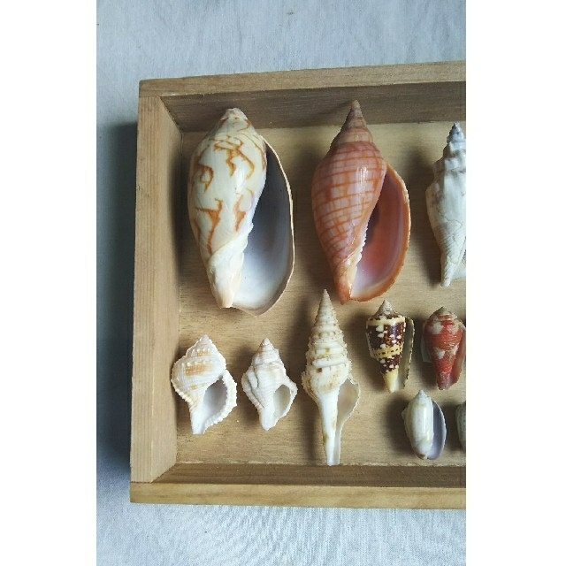 海の標本箱【貝殻標本】②の通販 by てぃちゃん's shop｜ラクマ