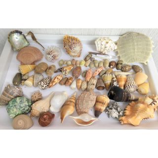 951934491.jpg?1593069902