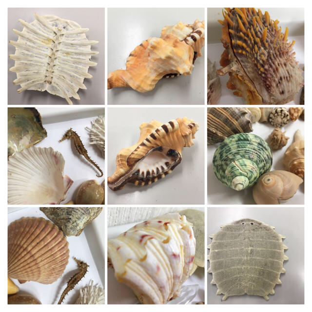 天然◇貝殻◇シエル◇観賞用◇大小72点◇レア貝あり◇海外◇土産品の