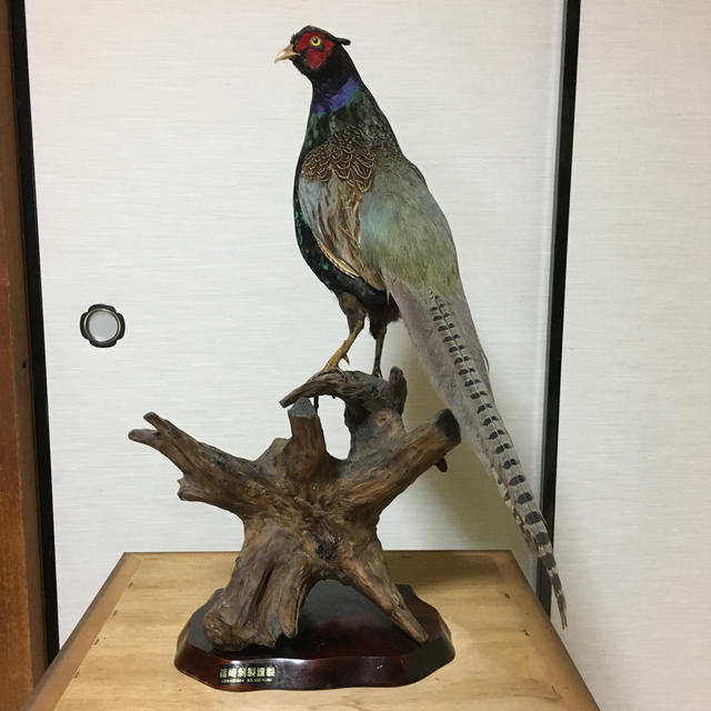鳥 きじ (剥製)の通販 by まめちゃんshop｜ラクマ