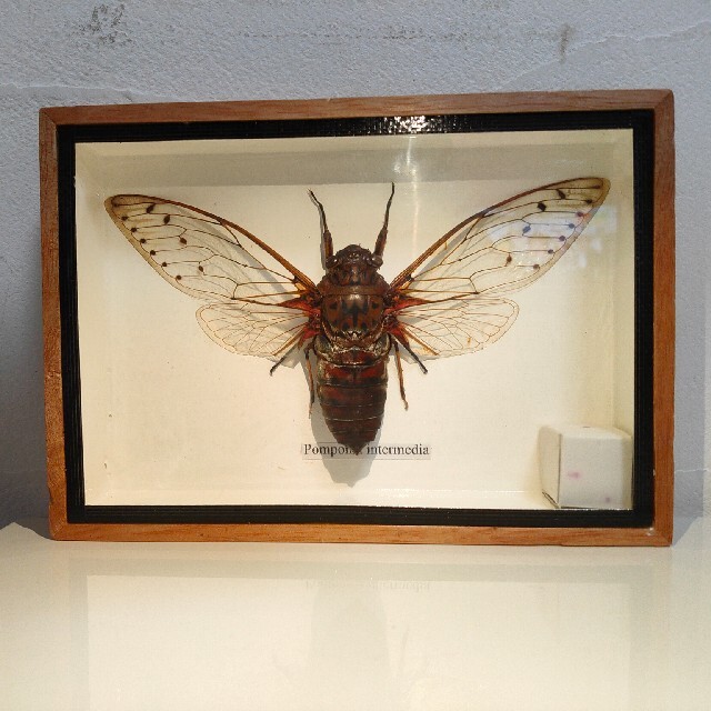 やん様専用】テイオウゼミ 帝王蝉 標本の通販 by pluejomo's shop｜ラクマ