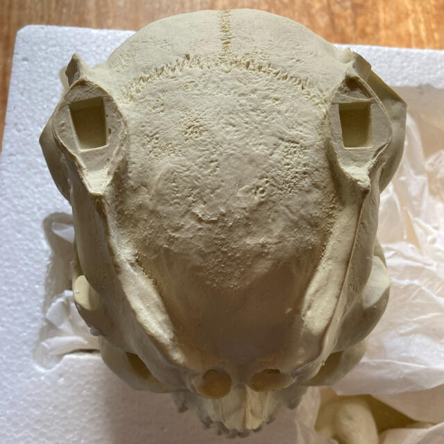 DEVILMANS'SKULL デビルマン スカルヘッド1/1の通販 by KKJ's shop