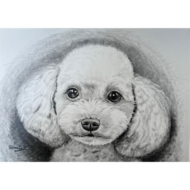 鉛筆画 原画 手描き プードル トイプードル イラスト モノクロの通販