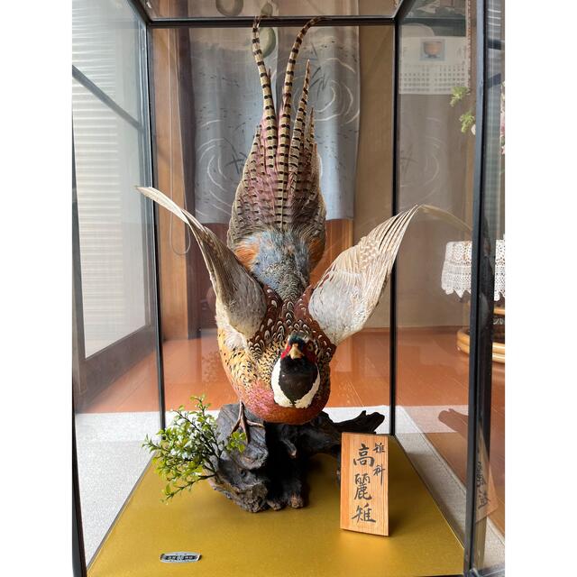 雉 剥製 本物 骨董品 約40年の通販 by 好きなものあります｜ラクマ