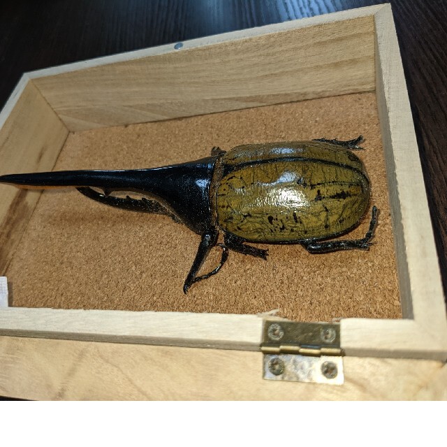 ヘラクレスオオカブト標本14.5センチの通販 by みんぐ's shop｜ラクマ