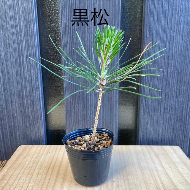 黒松苗木② ミニ盆栽 盆栽素材の通販 by えいちゃん88's shop｜ラクマ