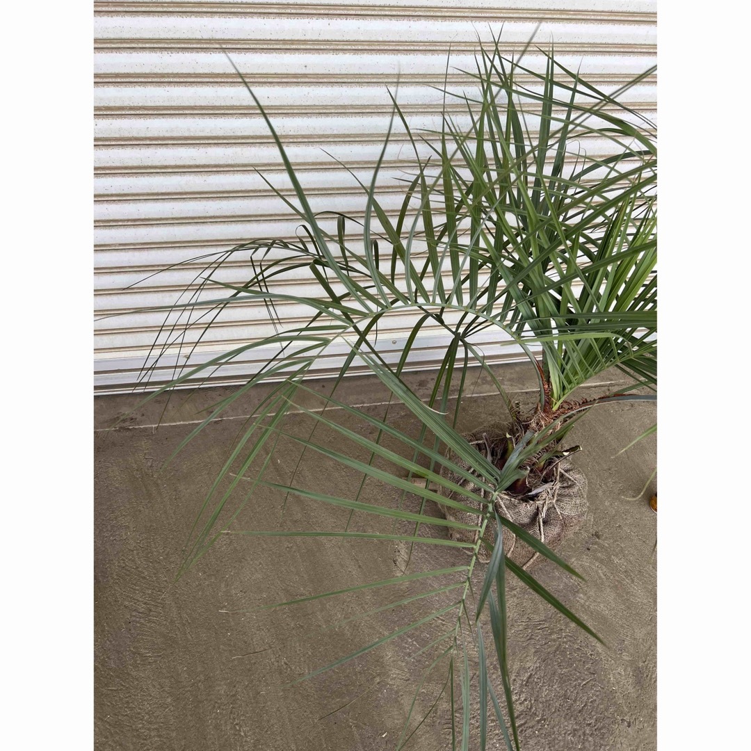 送料込み ココスヤシ 庭木 シルバーリーフ 鉢植え等に