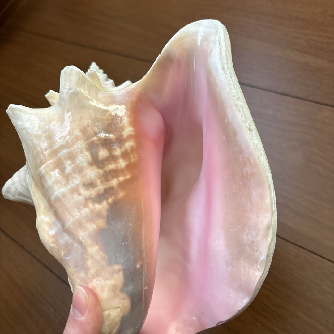 古代桃色法螺貝（ピンク貝）法螺貝 ほら貝 ホラガイ の通販 by iina's