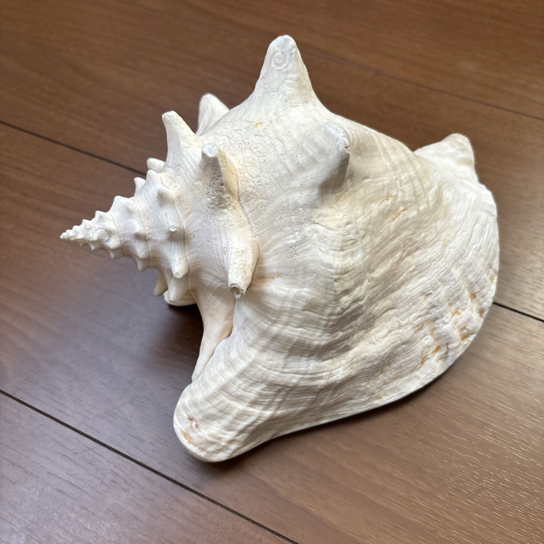 古代桃色法螺貝（ピンク貝）法螺貝 ほら貝 ホラガイ の通販 by iina's