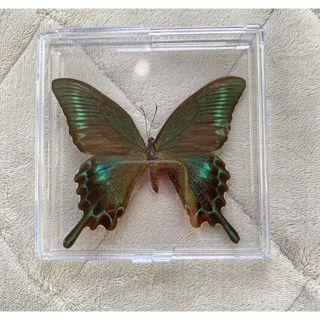 極上❗アカメガネトリバネアゲハ♂ハルマヘラ亜種 蝶 標本の通販 by