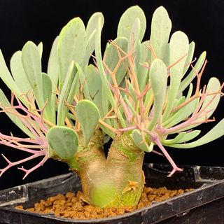 激レア ドラゴンフルーツ苗 コンドルの通販 by ビオレ's shop｜ラクマ