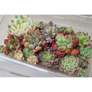 NEIGHBORHOOD - アガベ チタノタ レッドキャットウィーズル 斑入り? 4