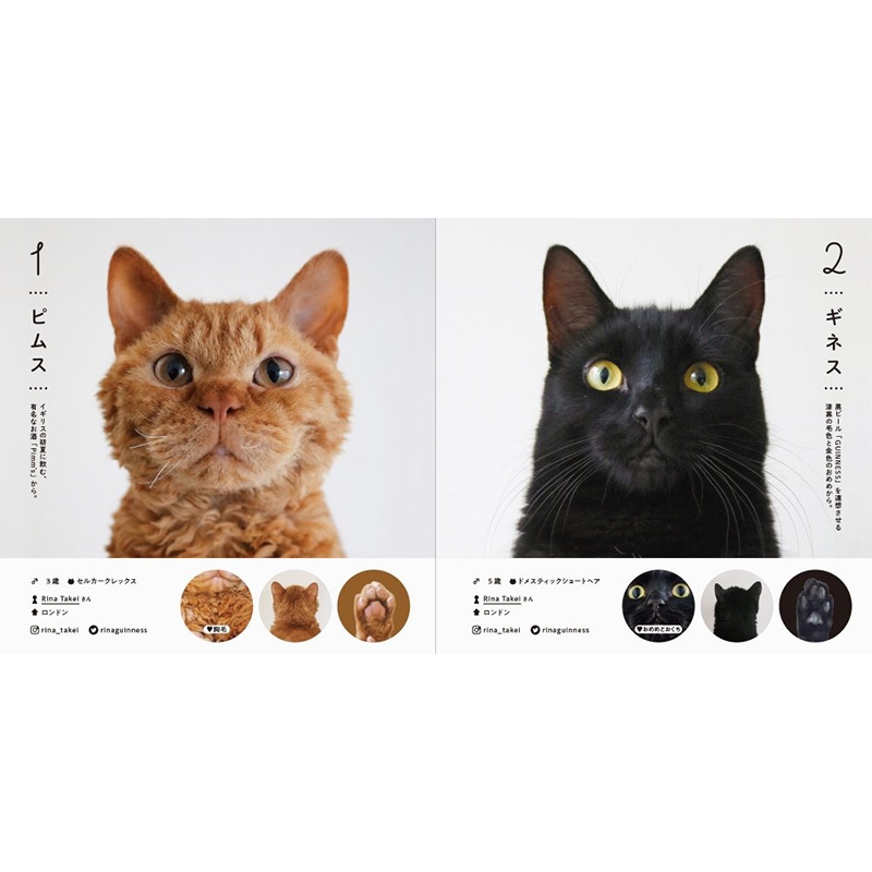 ねこさま名鑑100 : パイインターナショナル | HMV&BOOKS online