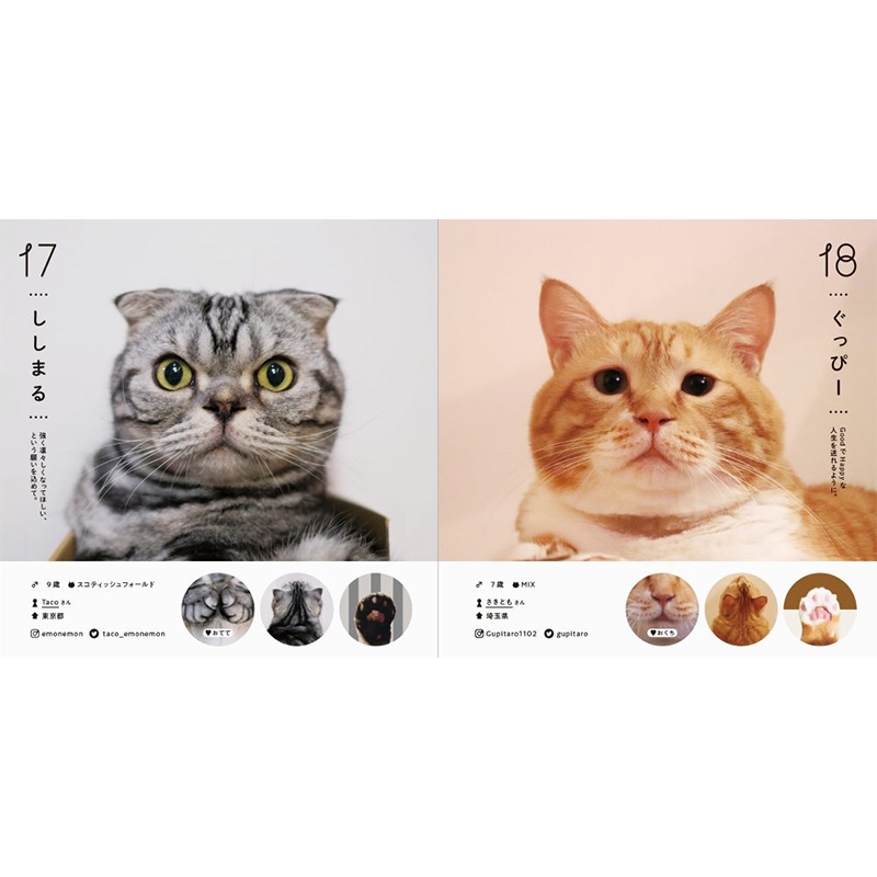 ねこさま名鑑100 : パイインターナショナル | HMV&BOOKS online