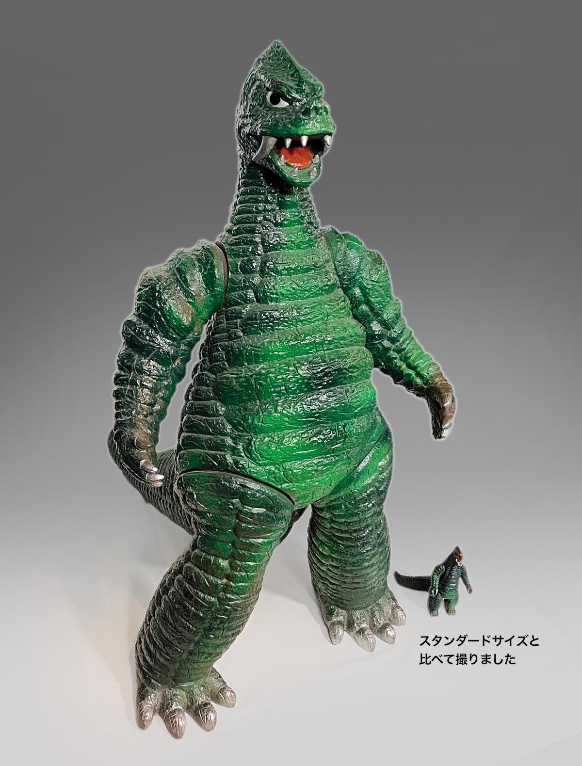 ポピー レッドキング 店頭用