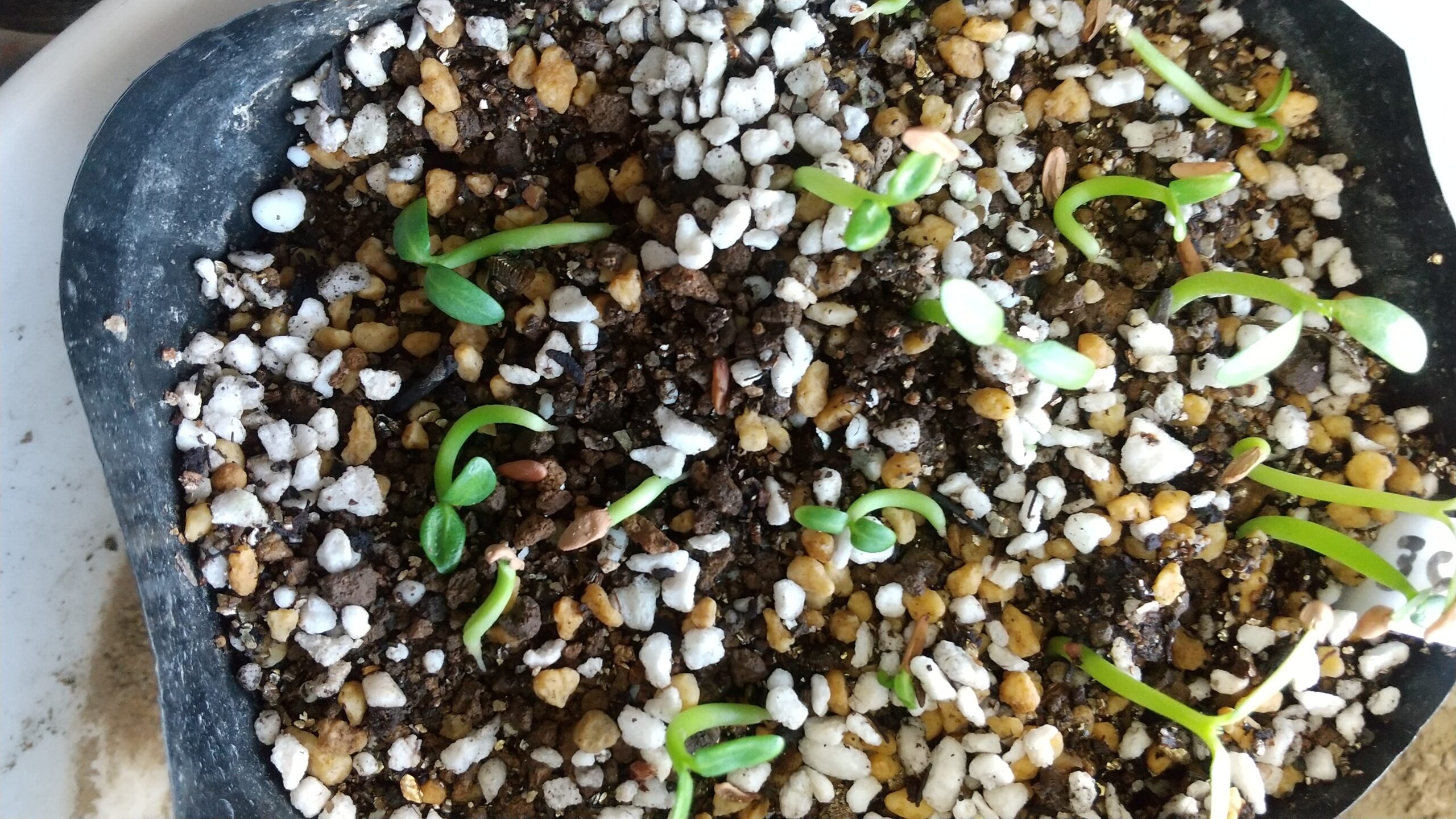 発芽報告一覧ページ