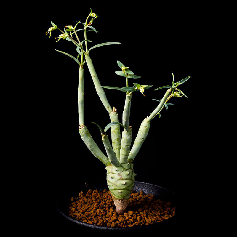 ユーフォルビア・エツベルクローサの基本情報・育て方｜多肉植物