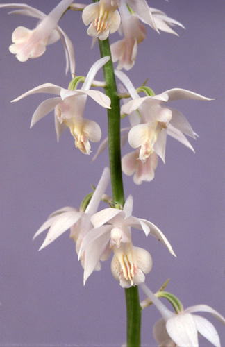 エビネ（春咲き）の種類（原種、品種）｜植物図鑑｜みんなの趣味の園芸