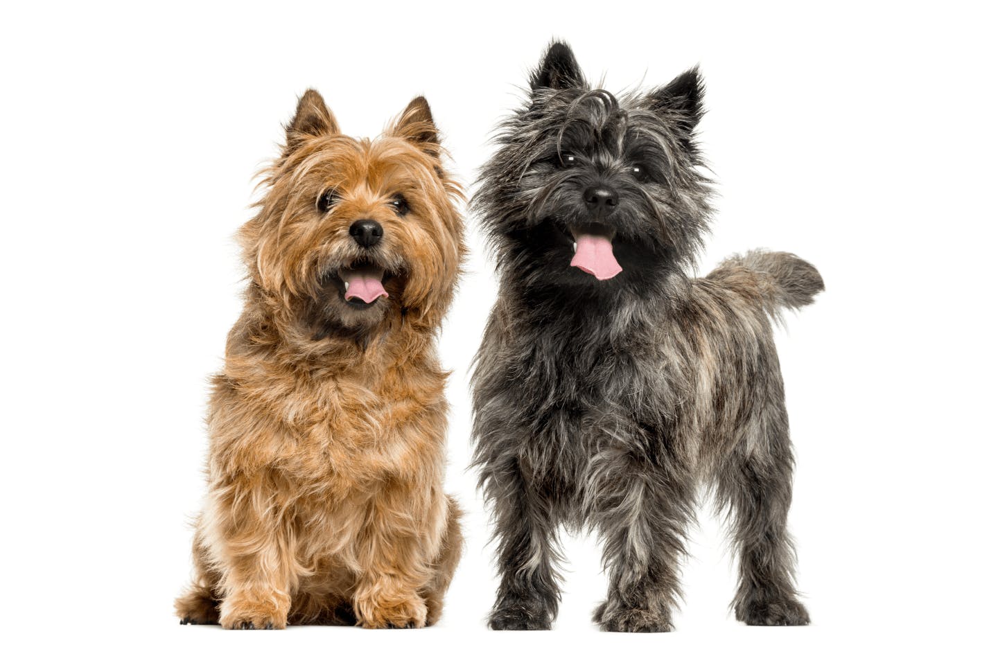 ケアーン・テリアの性格や特徴は？飼い方のコツや寿命などについて解説