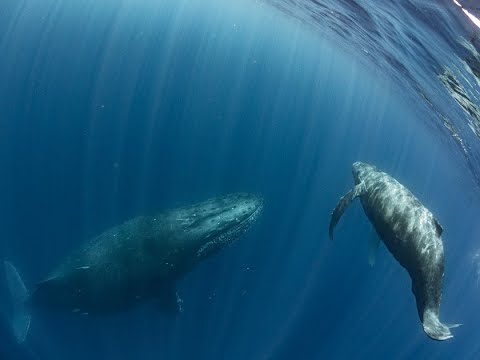 ホエールスイム クジラと一緒に泳ぐ貴重な感動体験！忘れられない