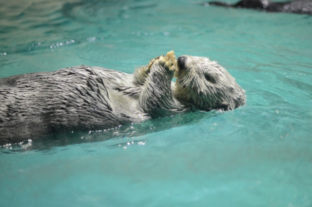 日本にいるラッコは2頭だけ！？かわいい生態や会える水族館をご紹介
