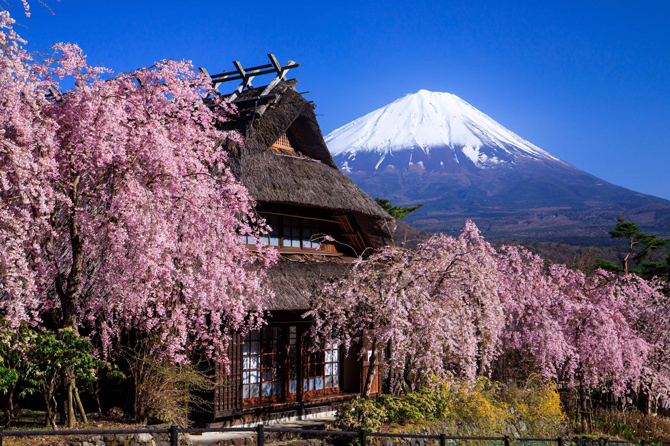 富士山と桜が眺められる絶景スポット8選！2026年の見頃情報も＜山梨